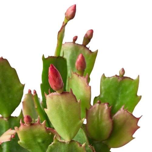 Zygocactus 'Christmas Cactus' - House Plant Shop