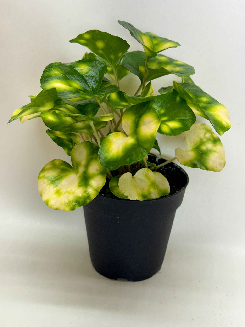 Farfugium Firefly