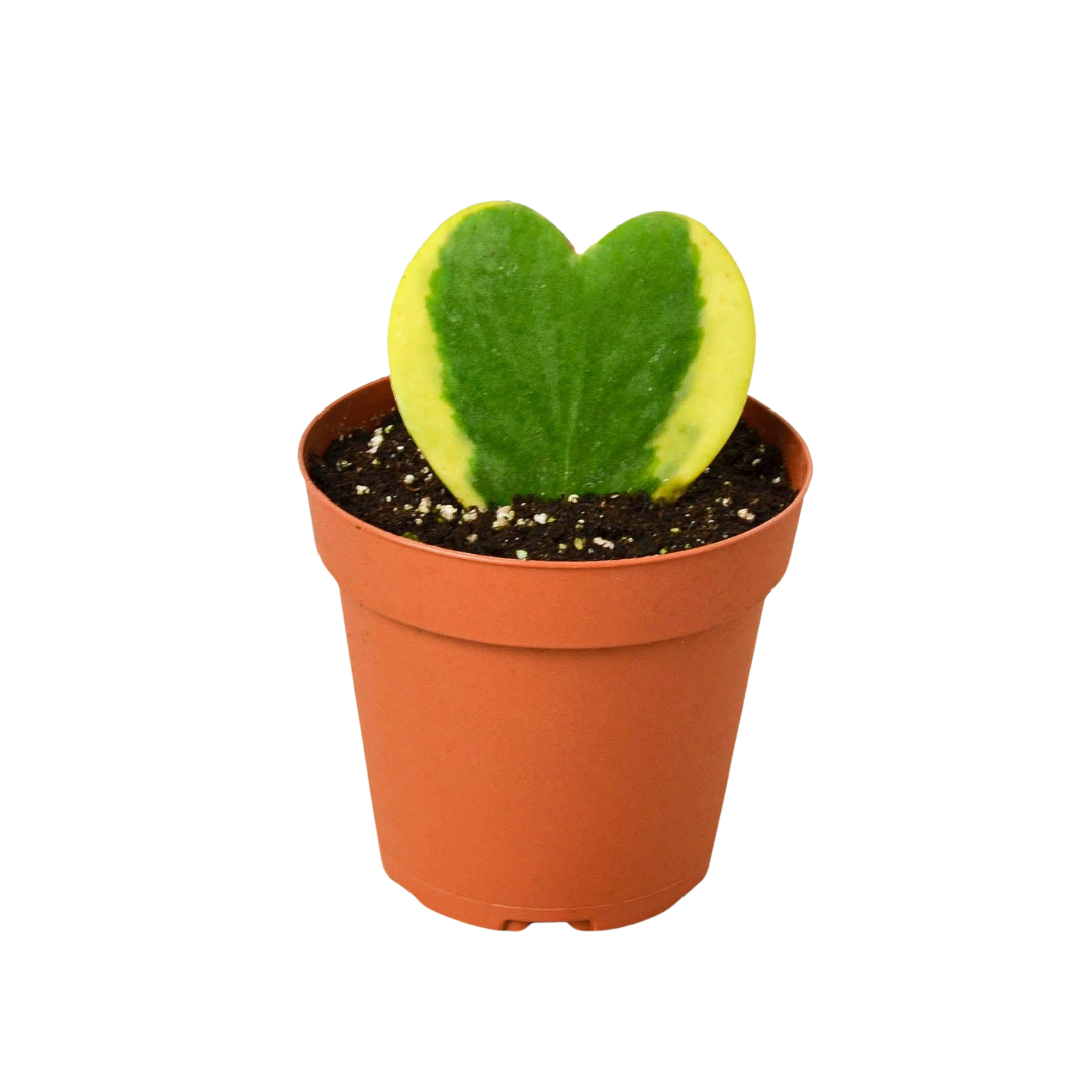 Hoya 'Sweetheart Variegated' - House Plant Shop