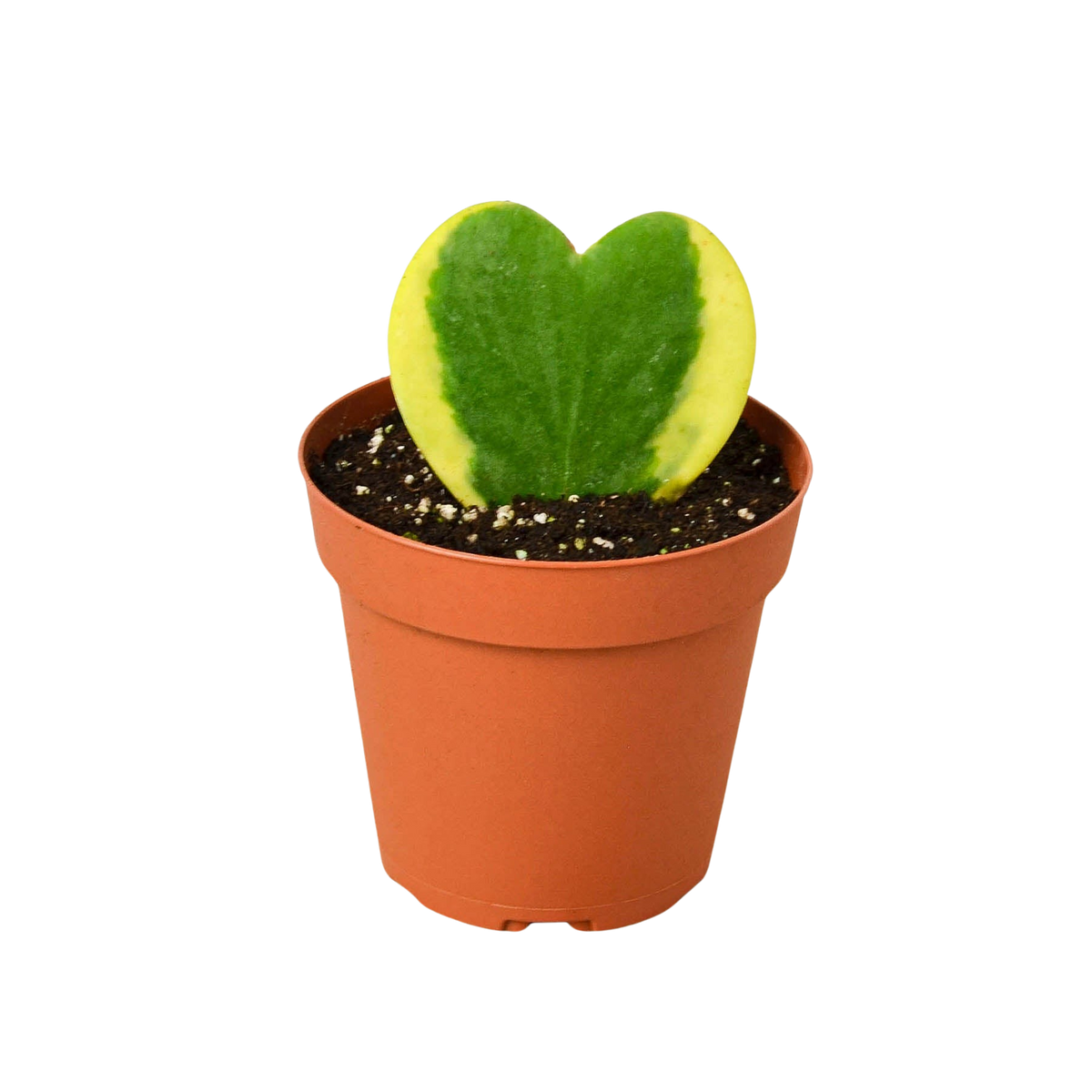 Hoya 'Sweetheart Variegated' - House Plant Shop