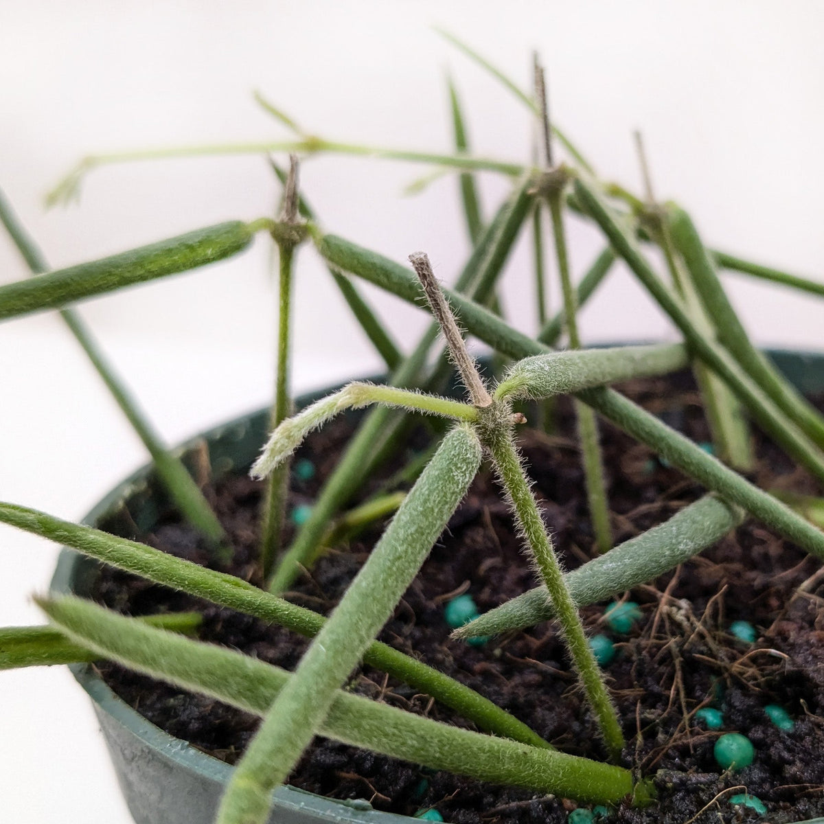 Hoya Insularis - House Plant Shop