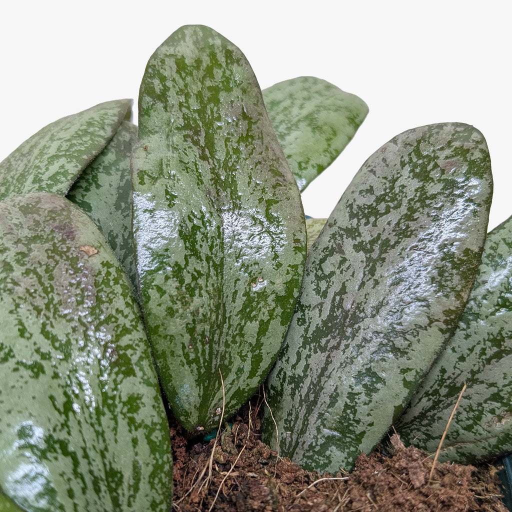 Hoya Sigillatis Round - House Plant Shop