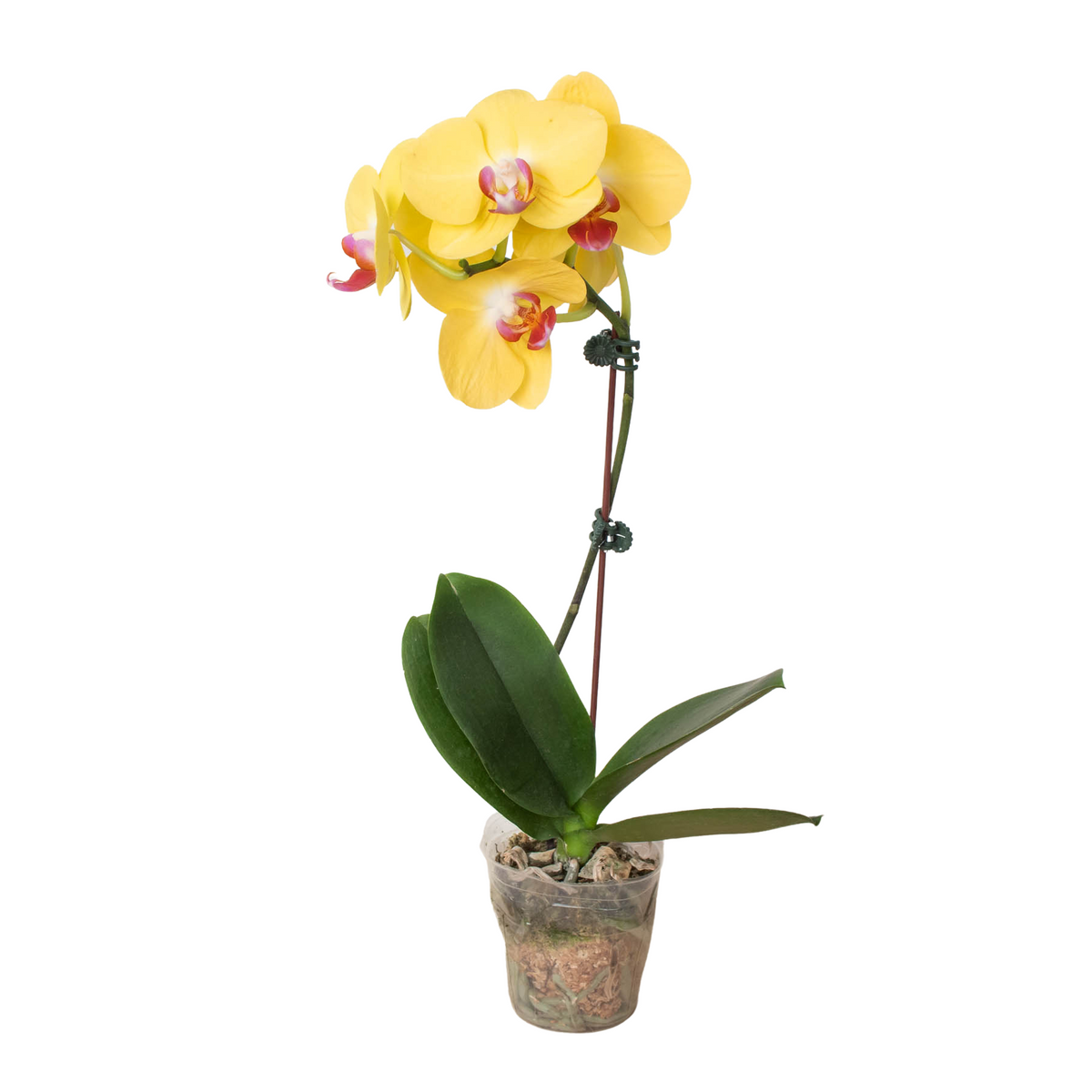 Orchid 'Yellow Phalaenopsis' - House Plant Shop