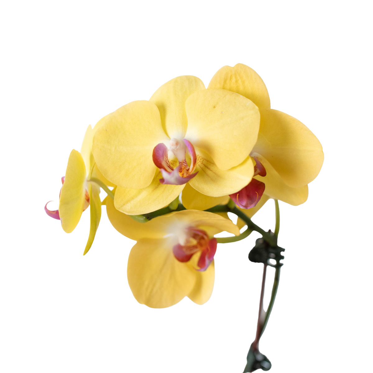 Orchid 'Yellow Phalaenopsis' - House Plant Shop