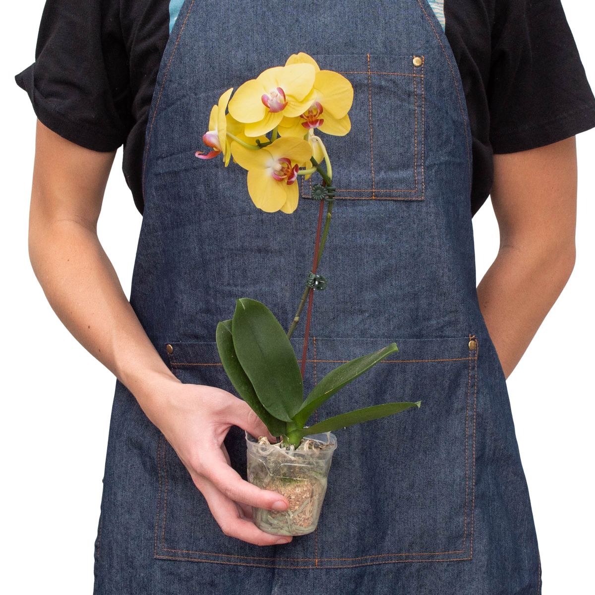 Orchid 'Yellow Phalaenopsis' - House Plant Shop