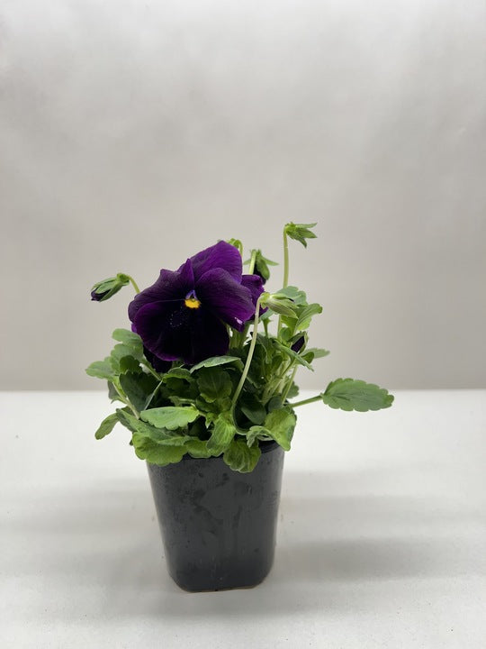 Pansy - House Plant Shop