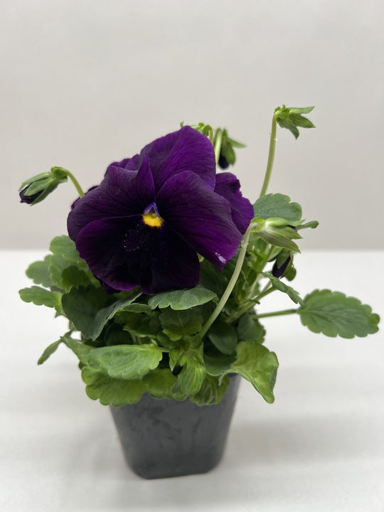 Pansy - House Plant Shop