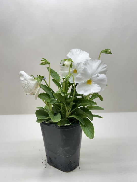 Pansy - House Plant Shop