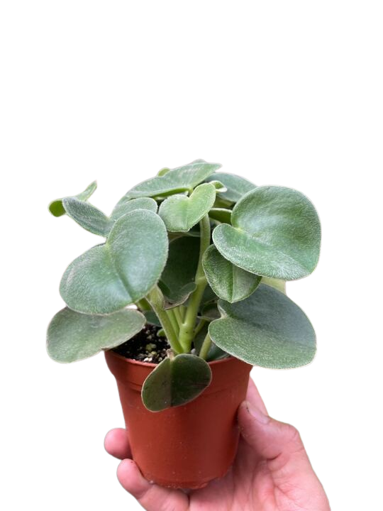 Peperomia 'Felted' - House Plant Shop