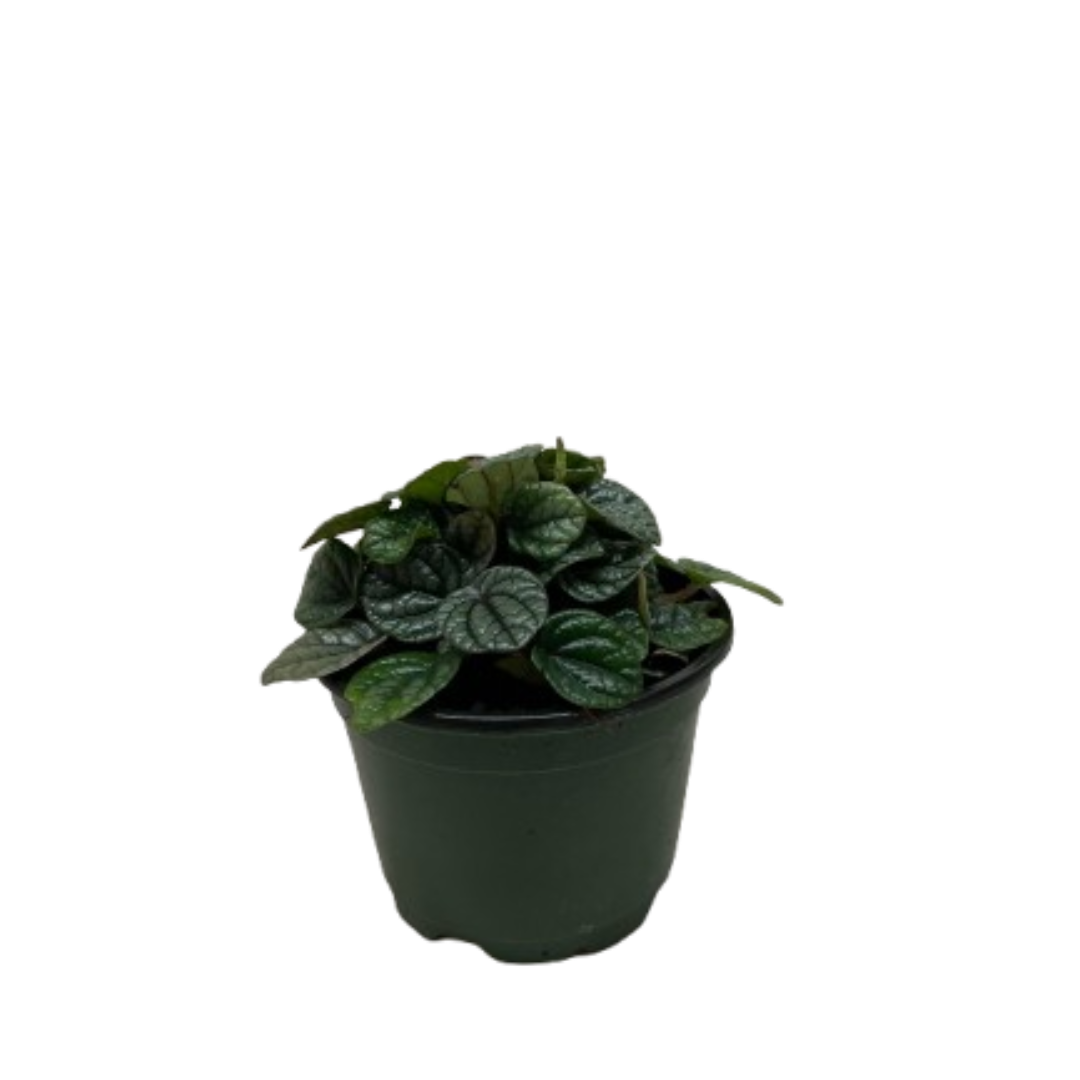 Peperomia Greyhound - House Plant Shop