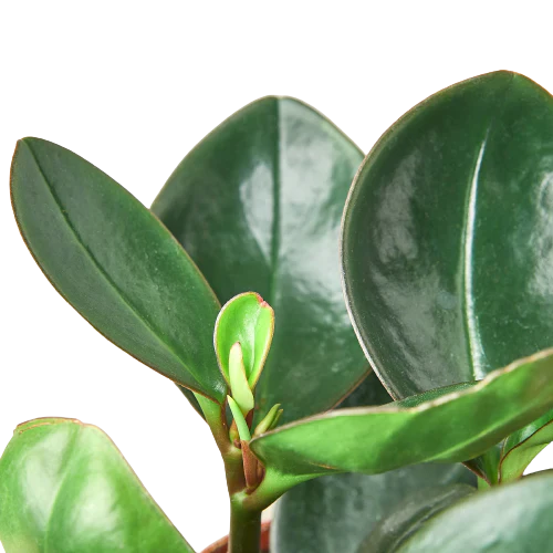 Peperomia Red Edge - House Plant Shop