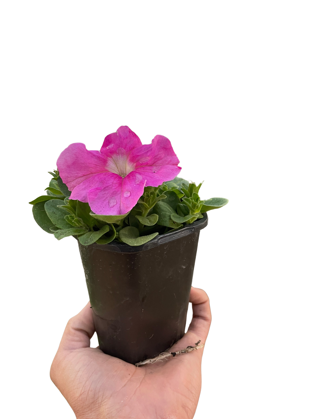 Petunia - House Plant Shop