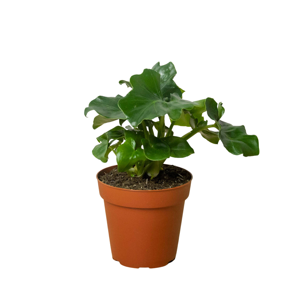 Philodendron 'Atom' - House Plant Shop