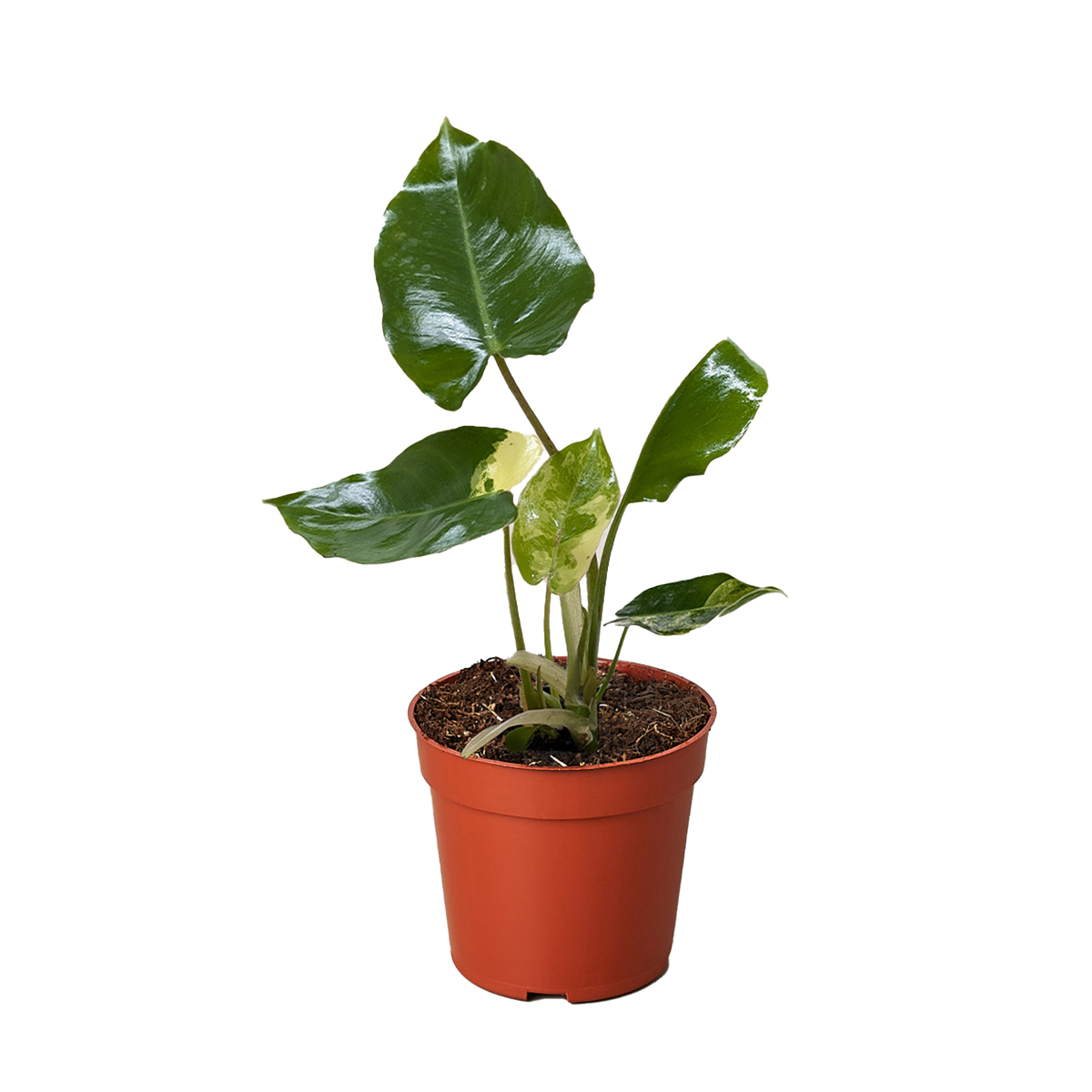 Philodendron Burle Marx Albo - House Plant Shop