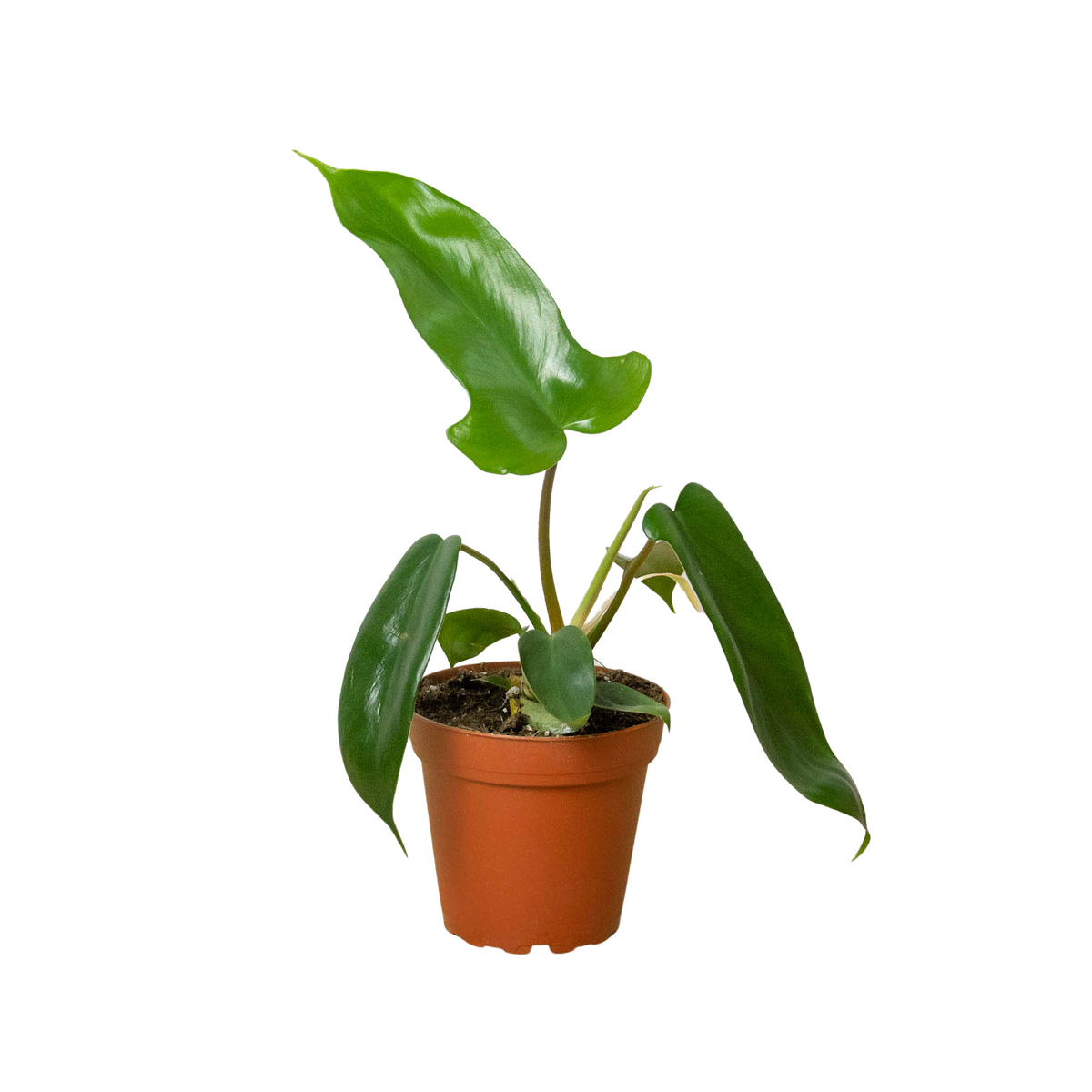 Philodendron 'Florida Green' - House Plant Shop