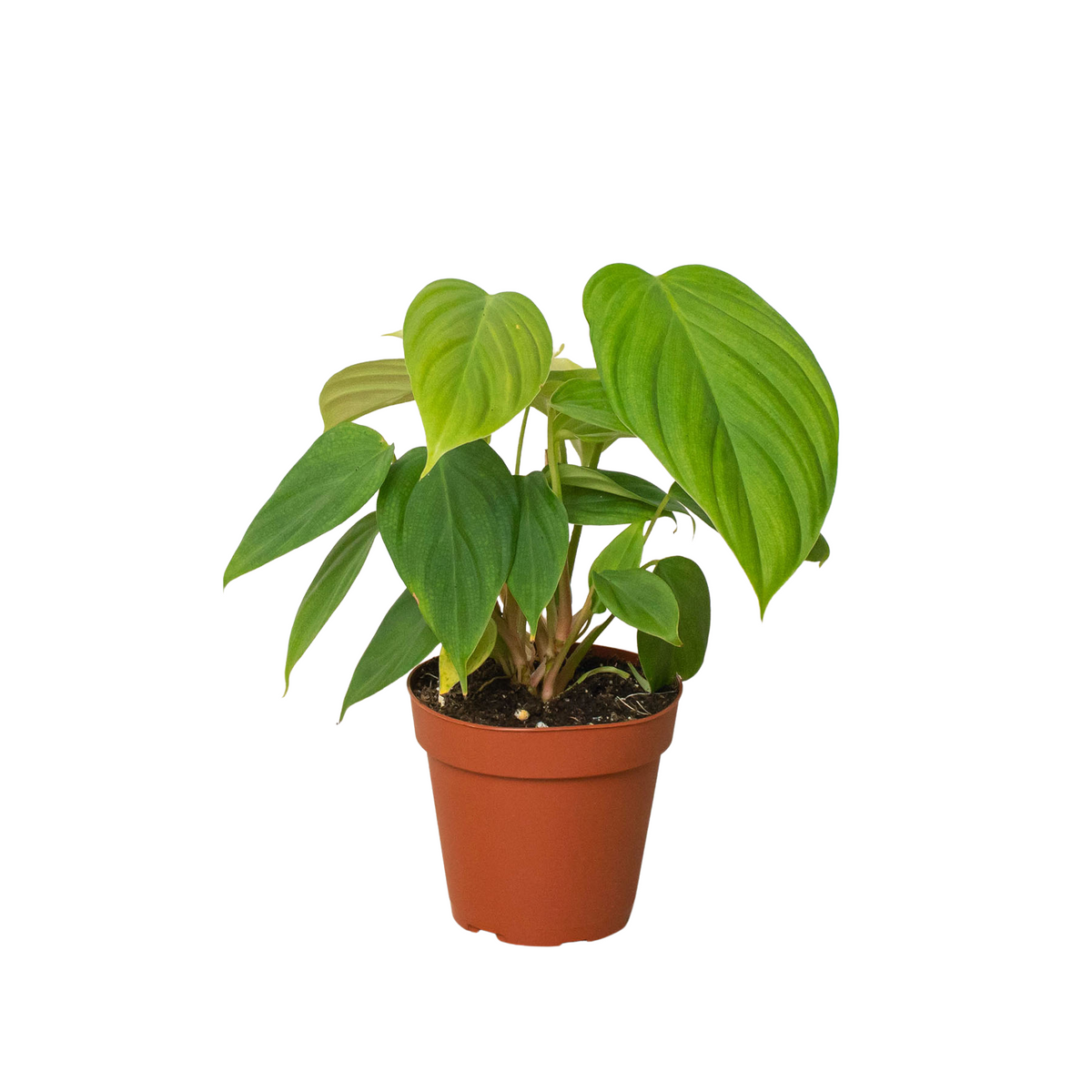 Philodendron 'Fuzzy Petiole' - House Plant Shop