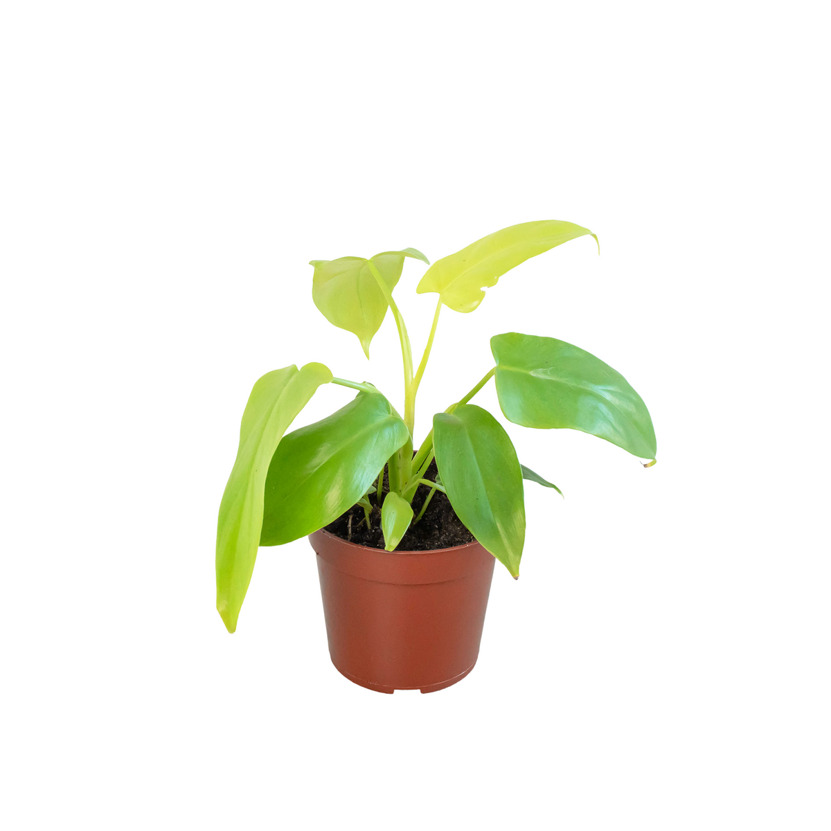 Philodendron 'Gold Violin' - House Plant Shop