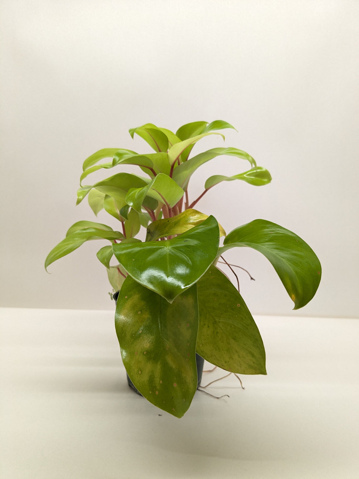 Philodendron 'Lemon Lime' - House Plant Shop