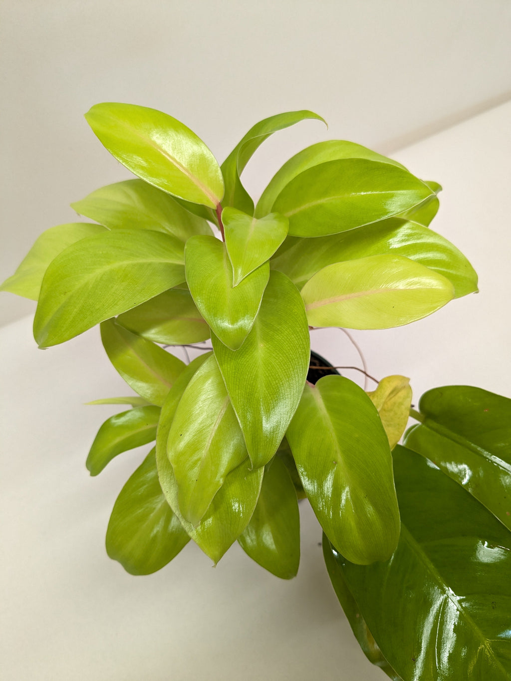 Philodendron 'Lemon Lime' - House Plant Shop