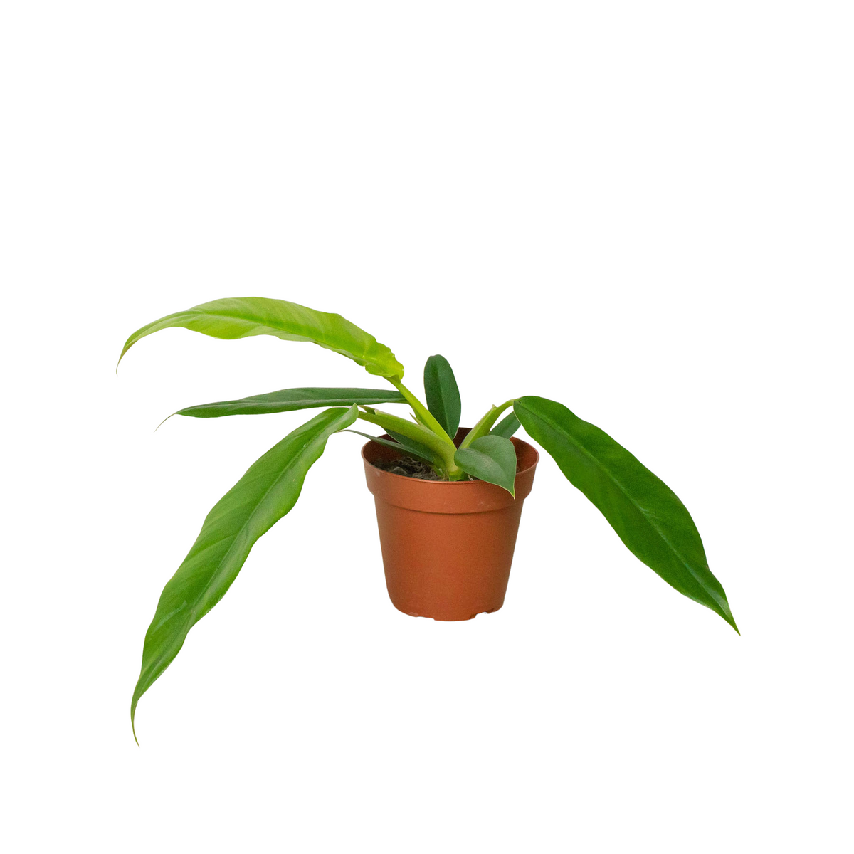 Philodendron 'Narrow Escape' - House Plant Shop