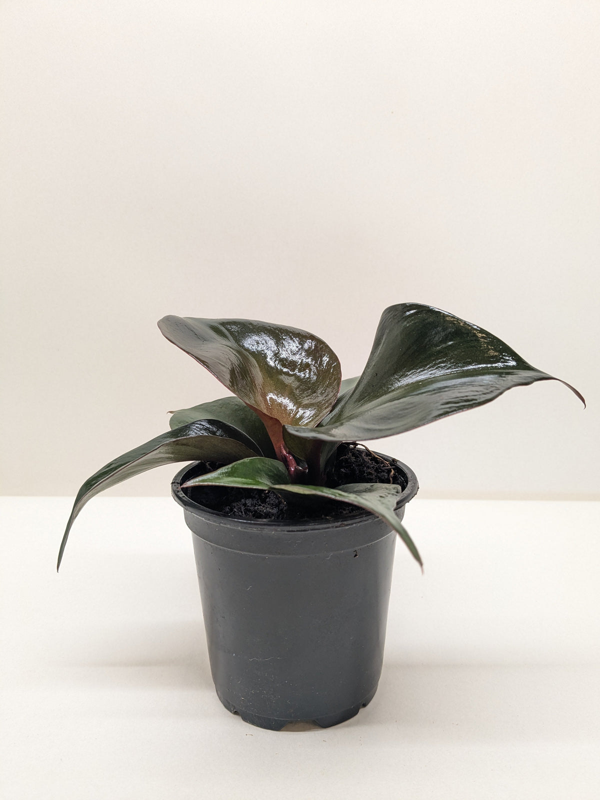 Philodendron 'Red Heart' - House Plant Shop
