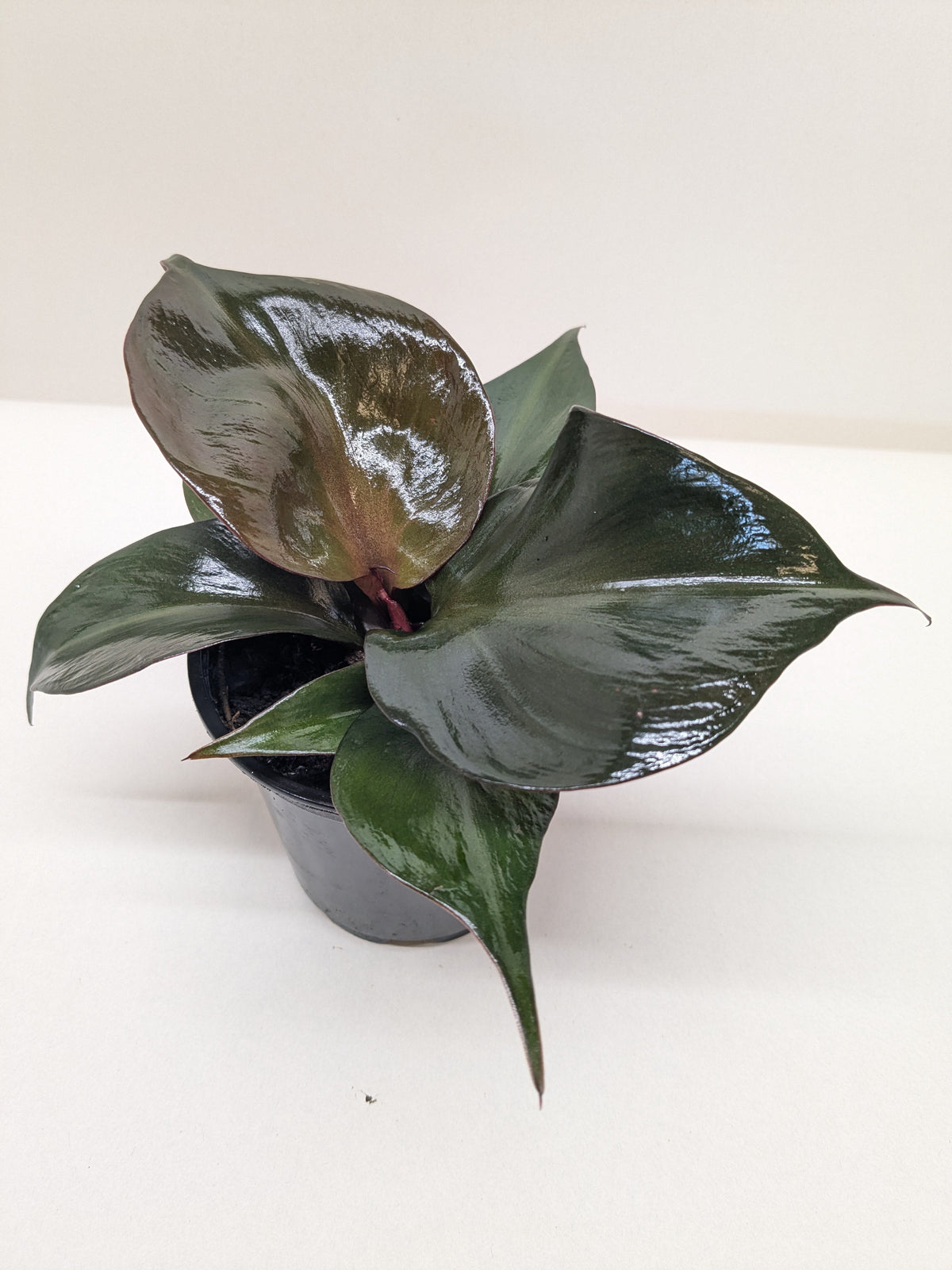 Philodendron 'Red Heart' - House Plant Shop