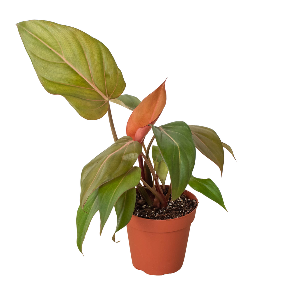 Philodendron 'Summer Glory' - House Plant Shop