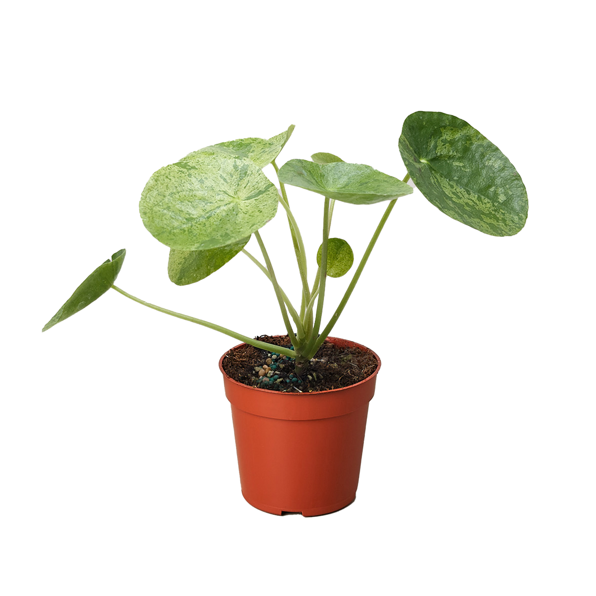 Pilea 'Mojito' - House Plant Shop