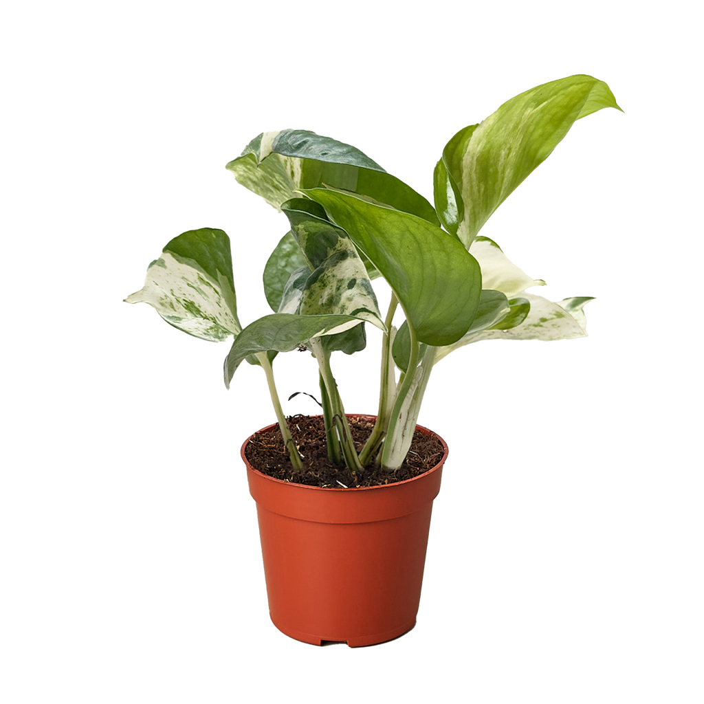 Pothos Manjula - House Plant Shop