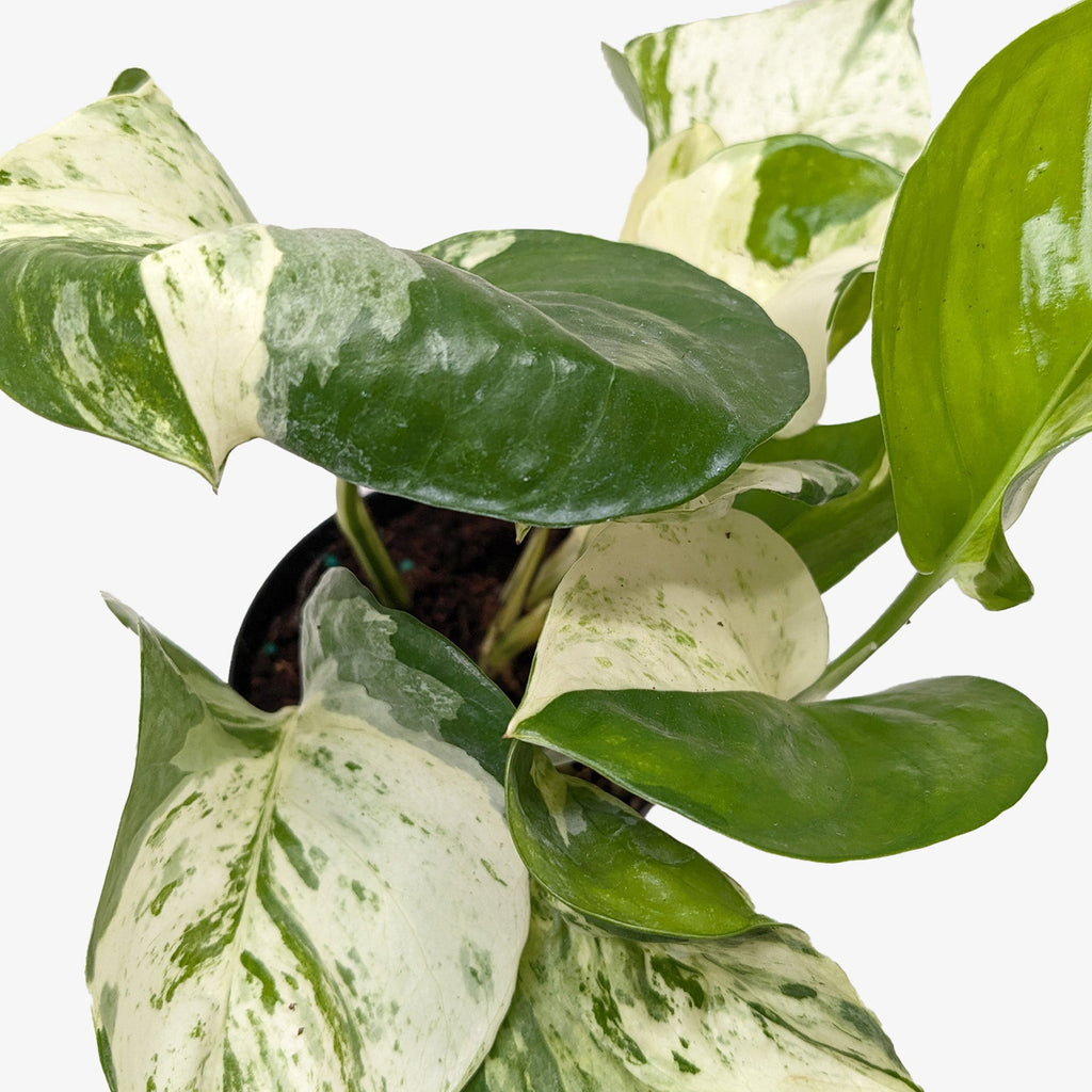 Pothos Manjula - House Plant Shop
