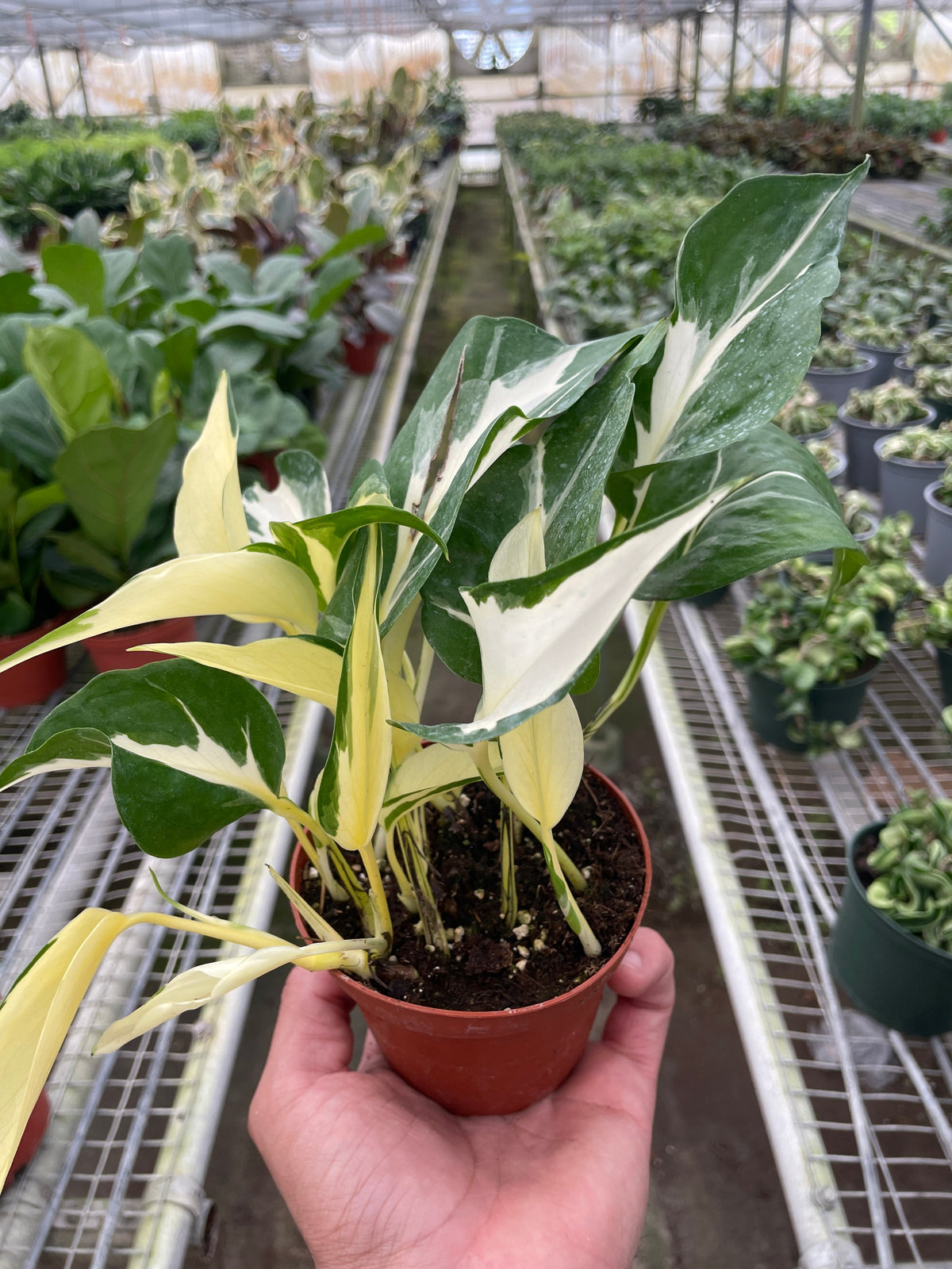 Pothos 'Mutant Manjula' - House Plant Shop