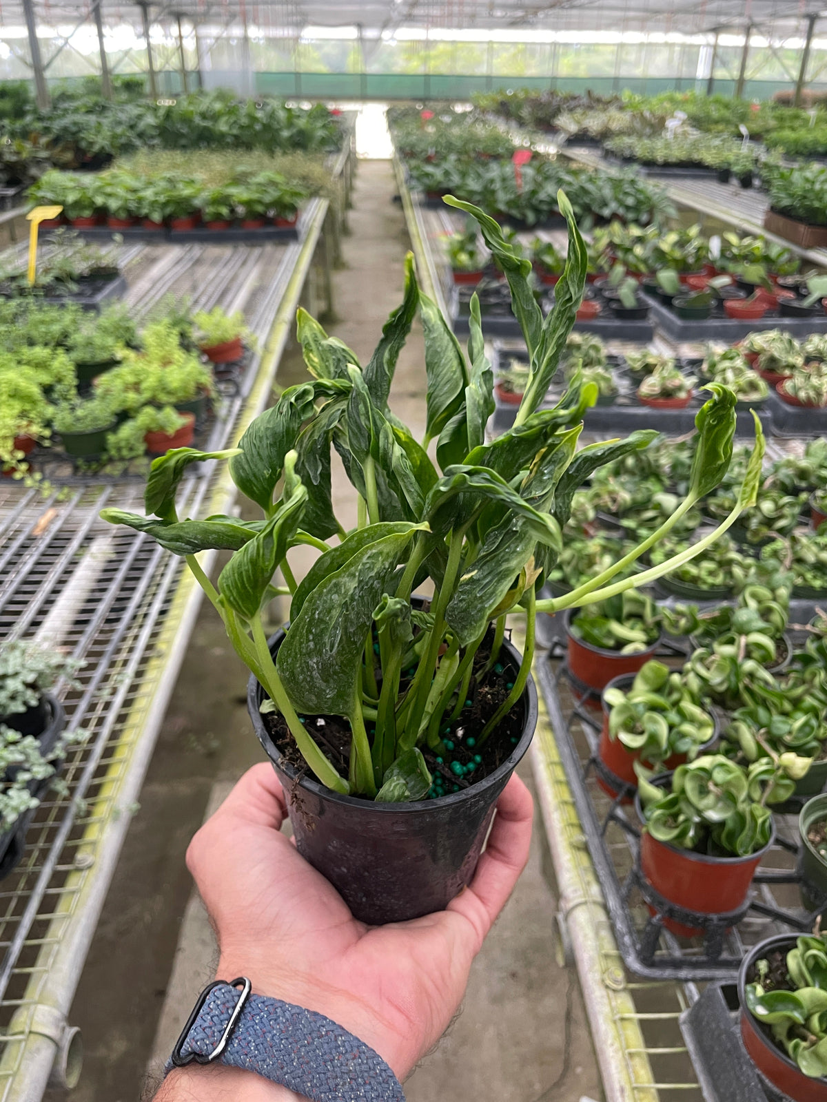 Pothos 'Shangri La' - House Plant Shop