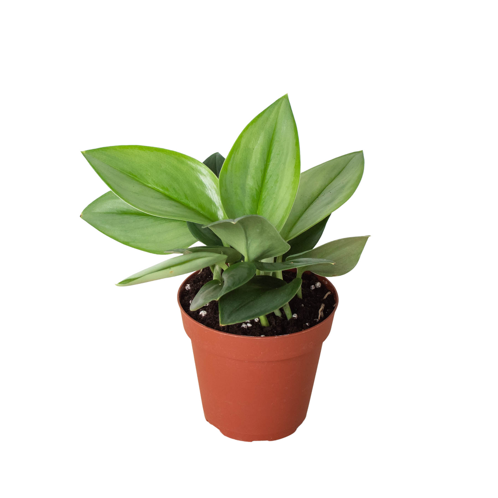 Scindapsus 'Moonlight' - House Plant Shop