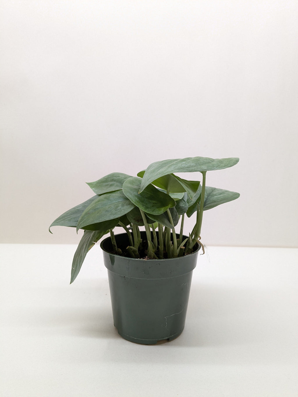Scindapsus Platinum Java - House Plant Shop