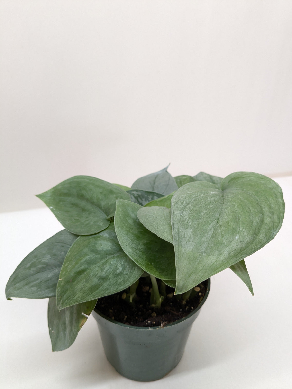 Scindapsus Platinum Java - House Plant Shop