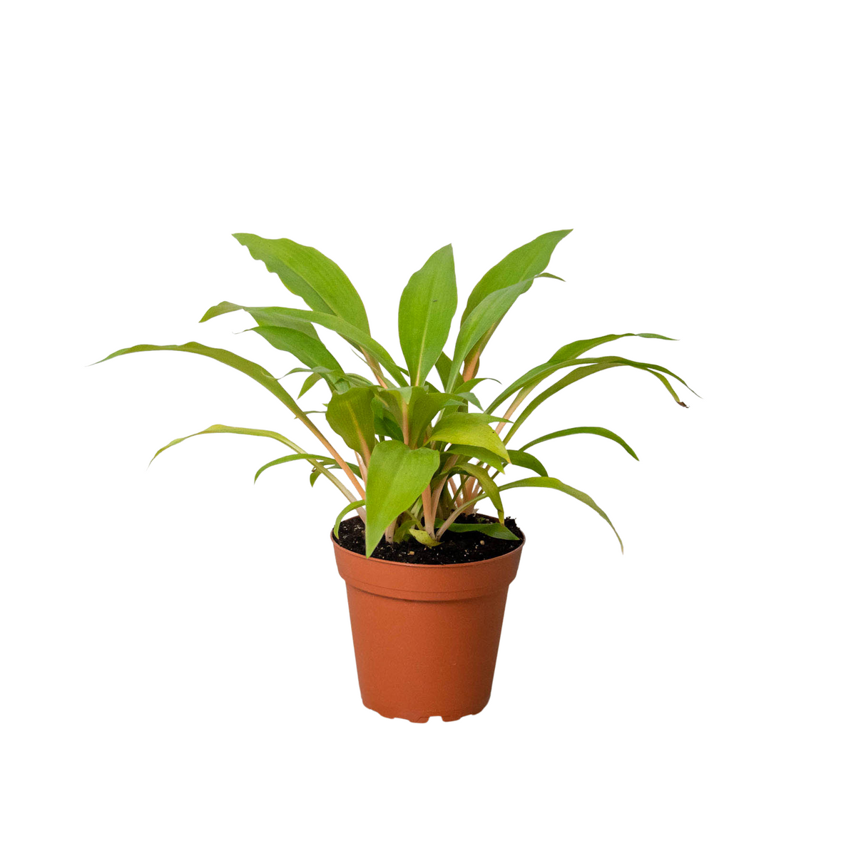 Spider Plant 'Fire Flash' - House Plant Shop