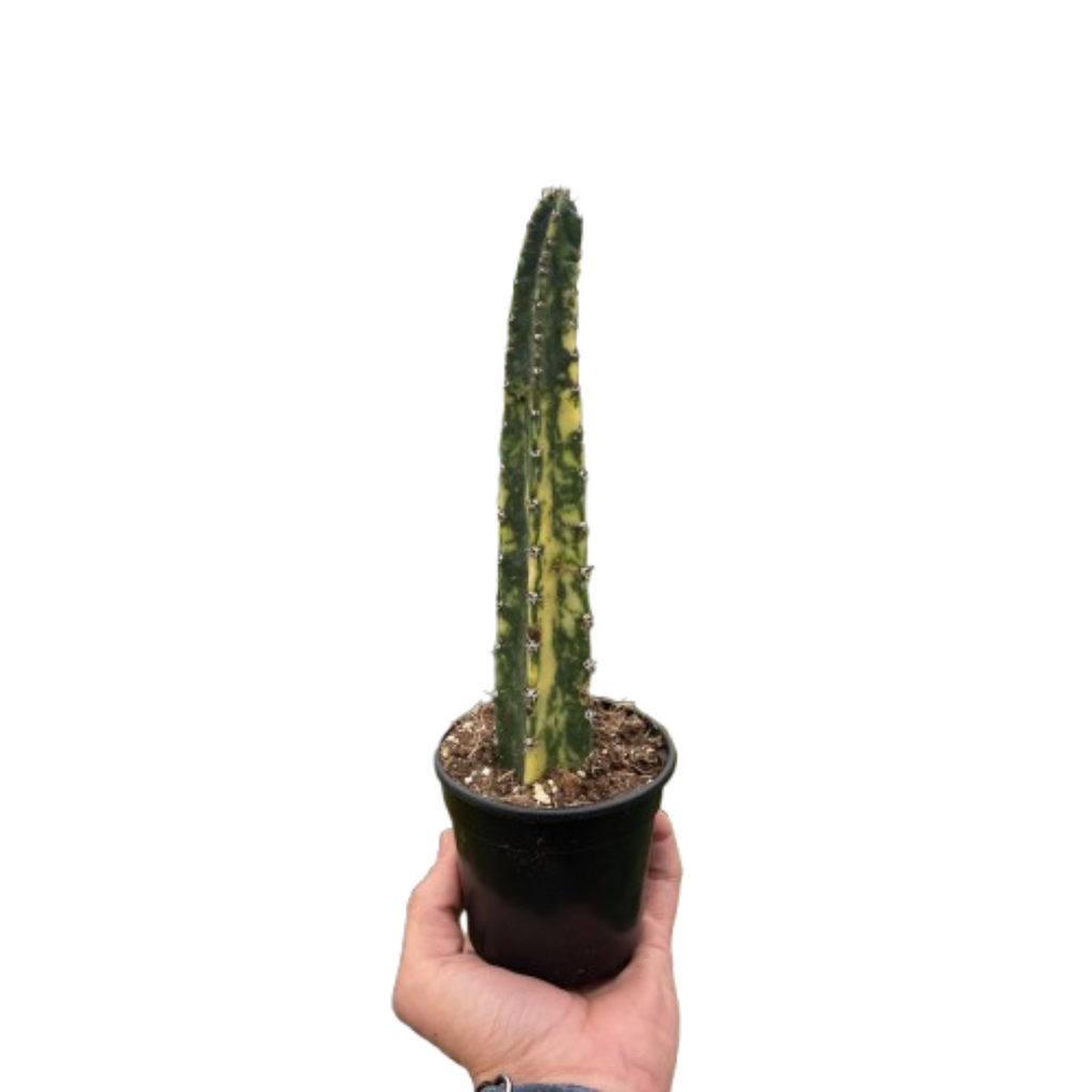 Variegated Blue Candle Cactus - House Plant Shop
