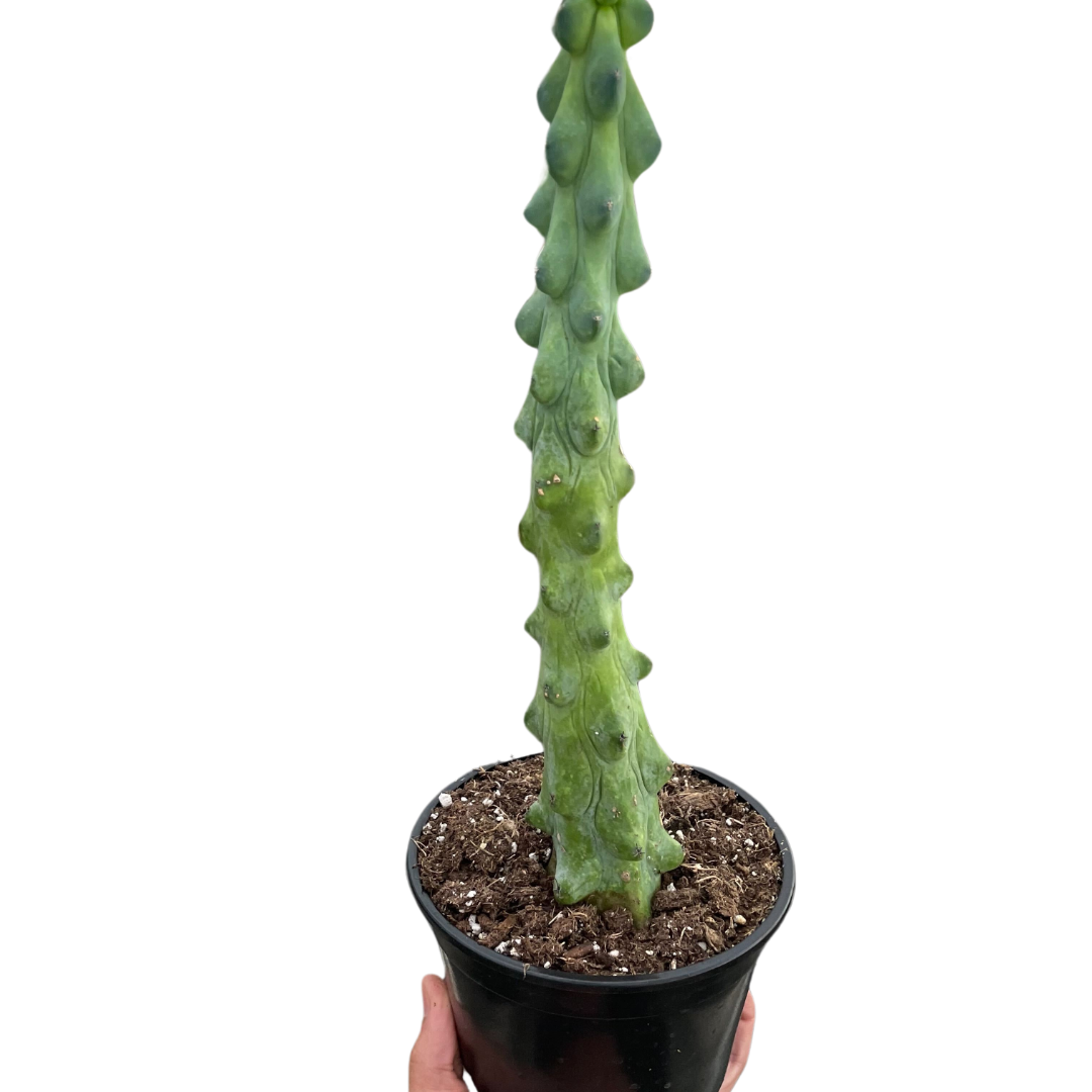 Boobie Cactus - House Plant Shop