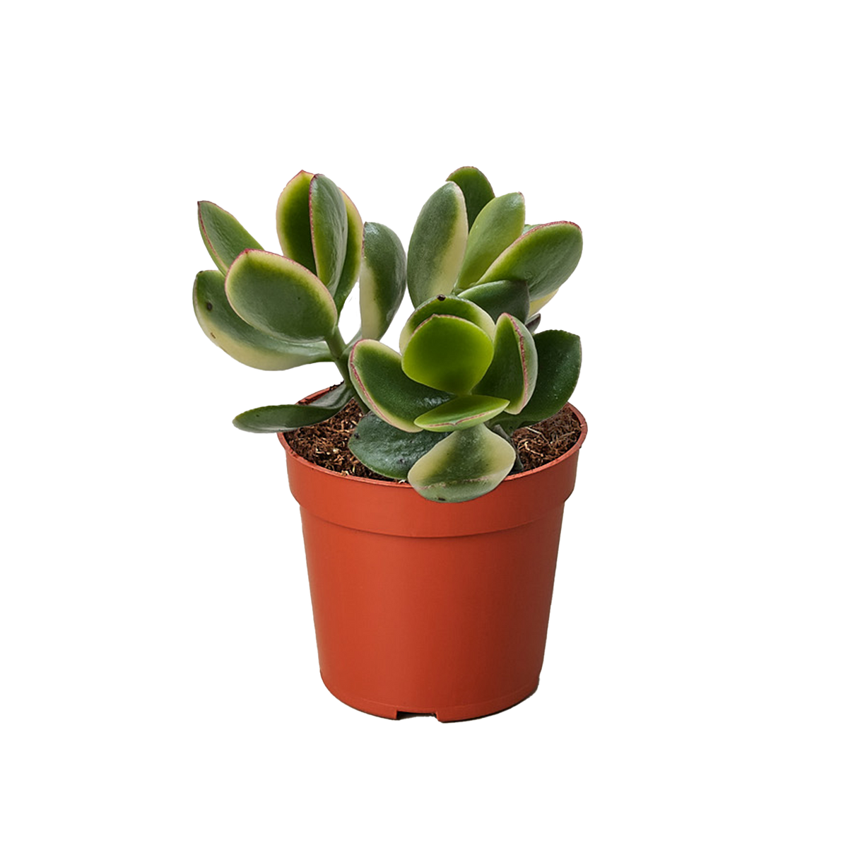Succulent Crassula Jade Variegated - House Plant Shop