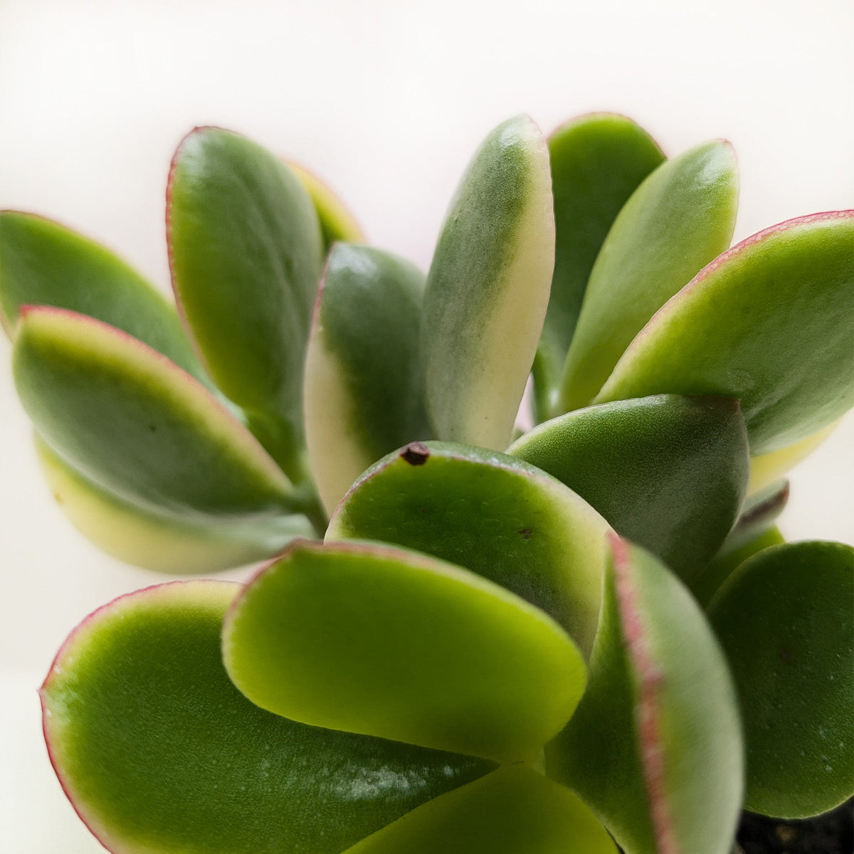 Succulent Crassula Jade Variegated - House Plant Shop