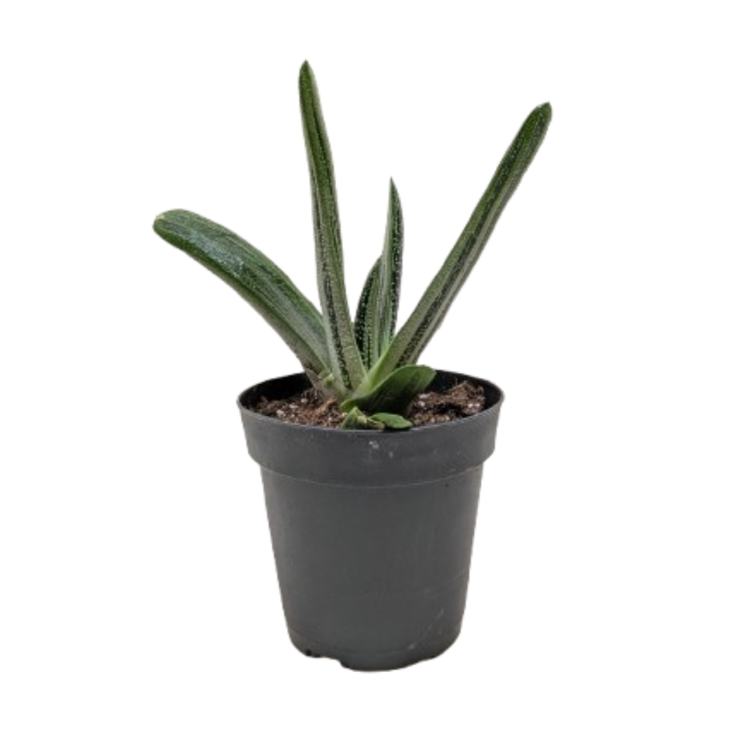 Succulent Gasteria Little Warty - House Plant Shop