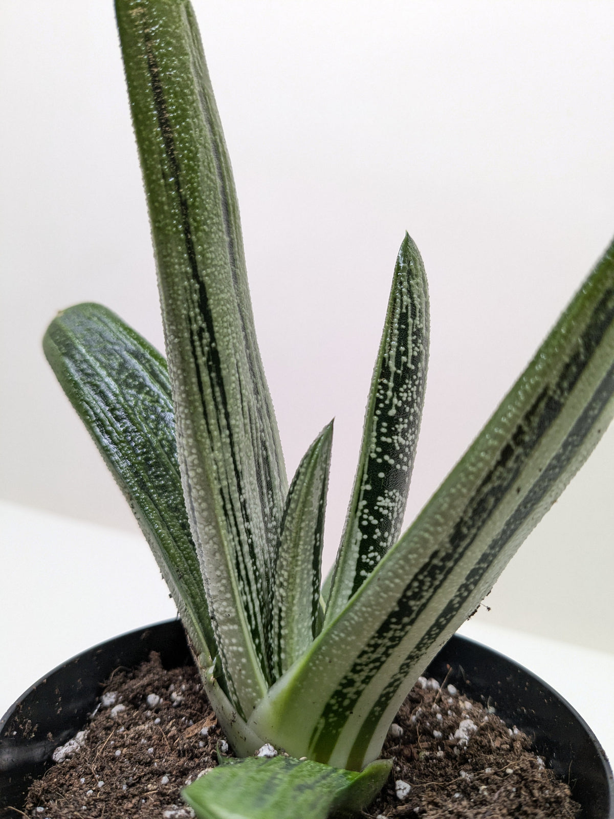 Succulent Gasteria Little Warty - House Plant Shop
