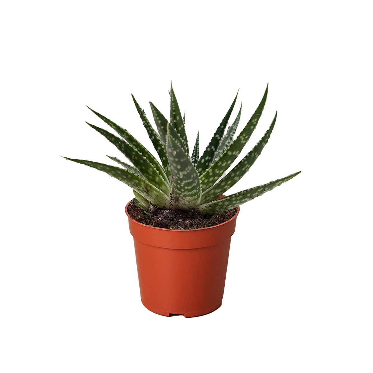 Succulent Gasteria Zimflora - House Plant Shop