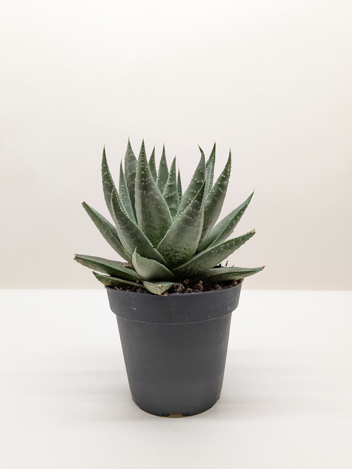 Succulent Haworthia Savanna - House Plant Shop