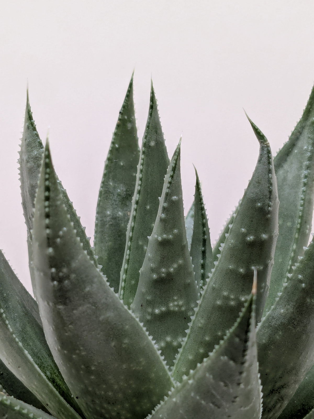 Succulent Haworthia Savanna - House Plant Shop