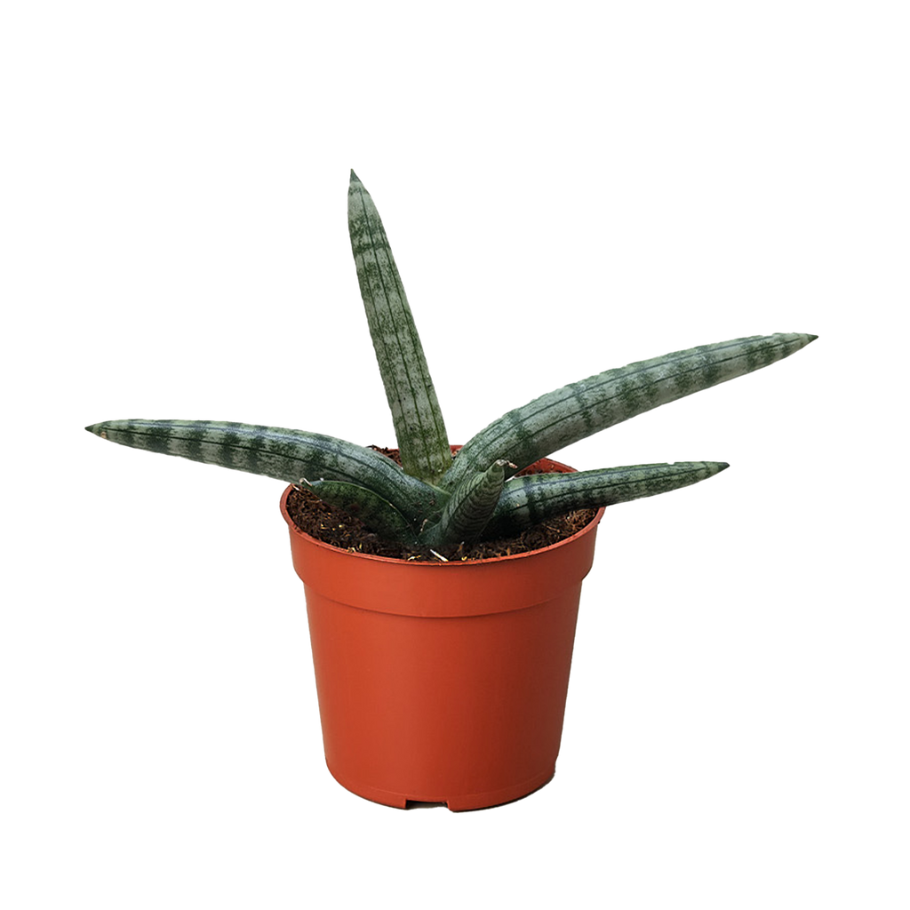 Succulent Stapelia African Starfish - House Plant Shop