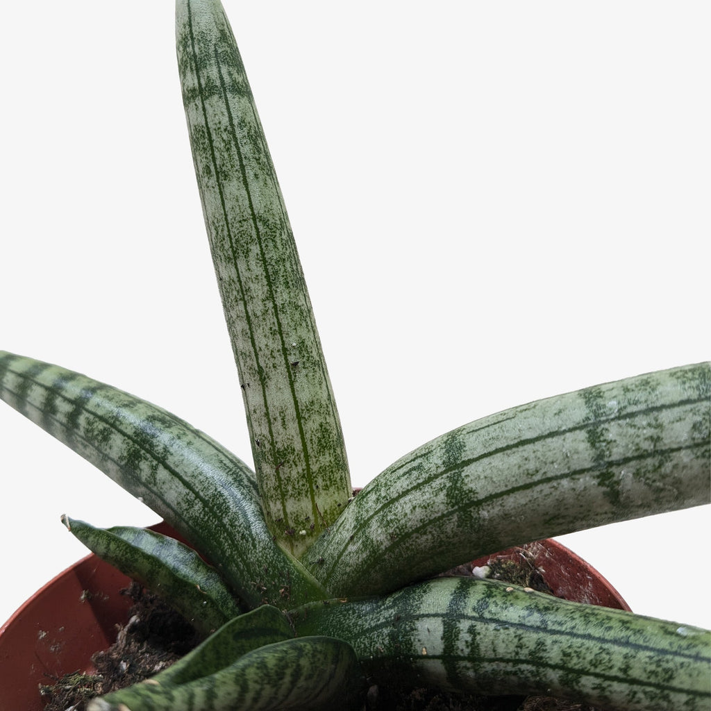 Succulent Stapelia African Starfish - House Plant Shop
