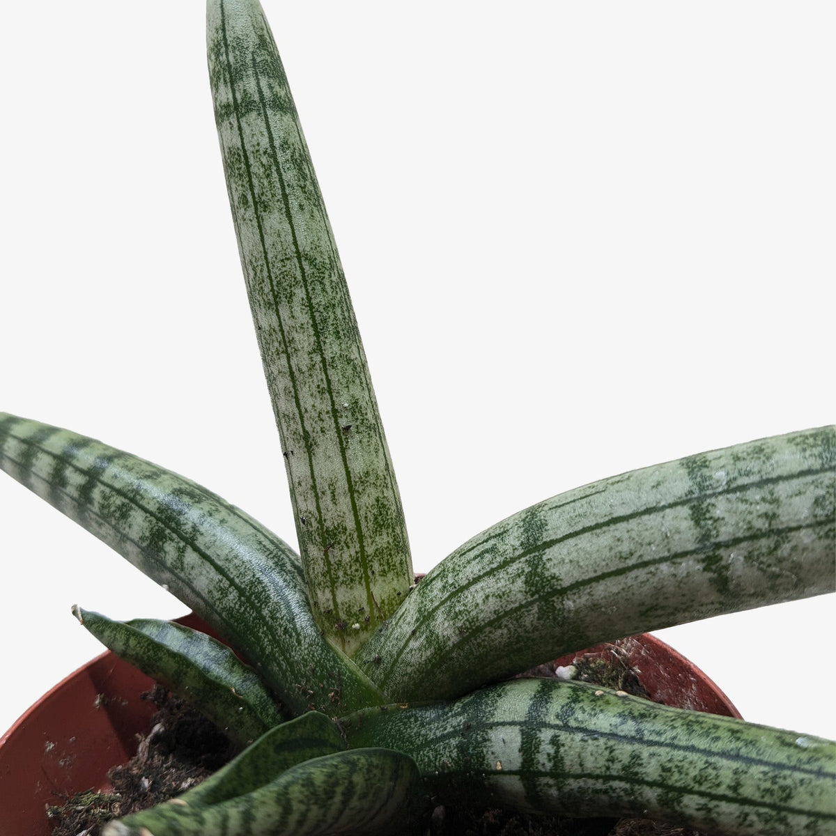 Succulent Stapelia African Starfish - House Plant Shop