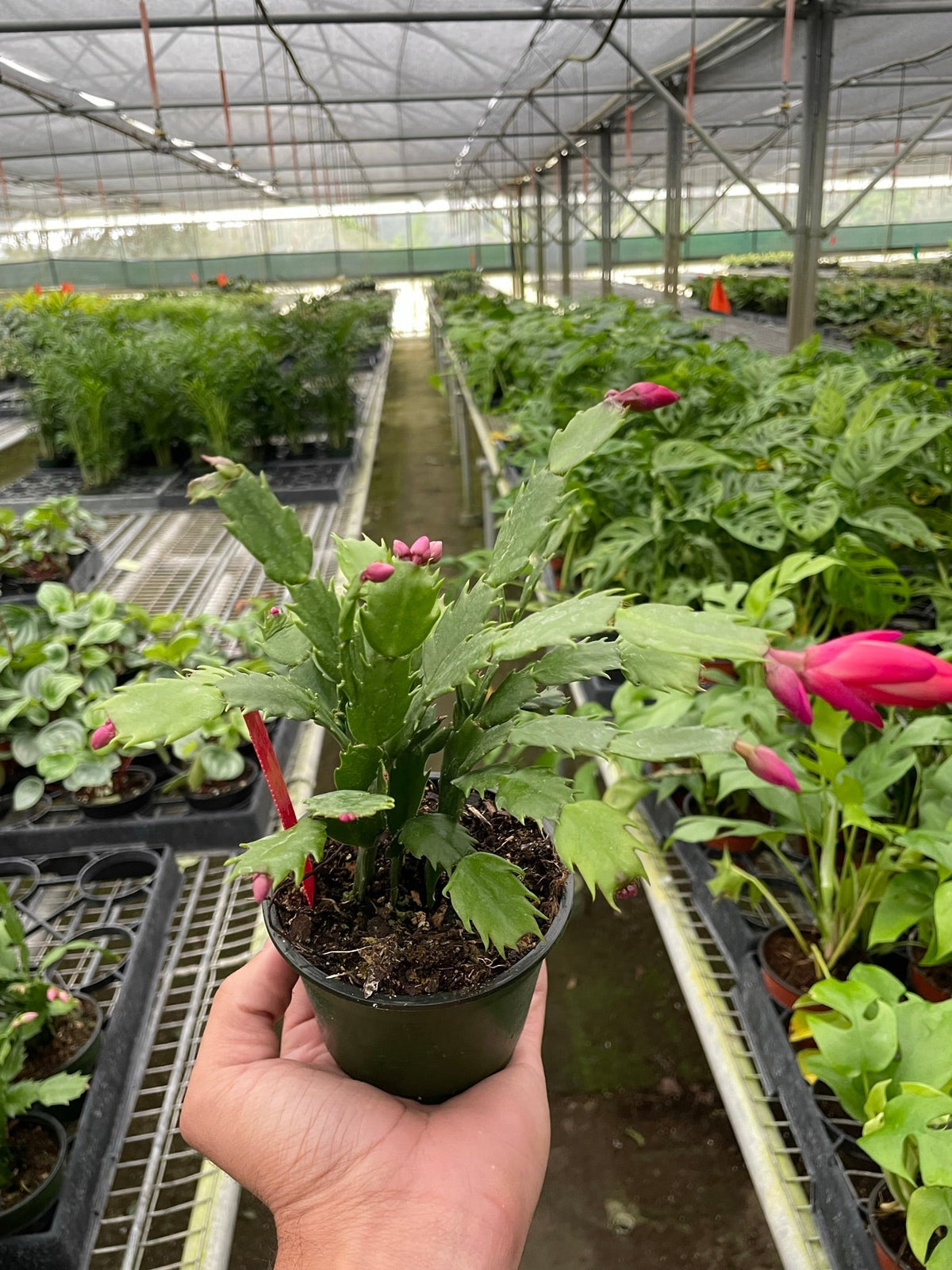 Zygocactus 'Christmas Cactus' - House Plant Shop
