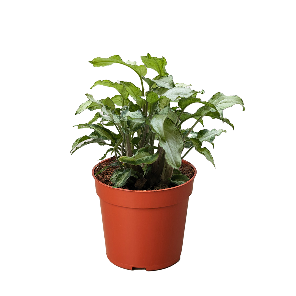 Syngonium 'Three Kings' - House Plant Shop